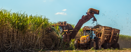sugar-cane-hasvest-plantation